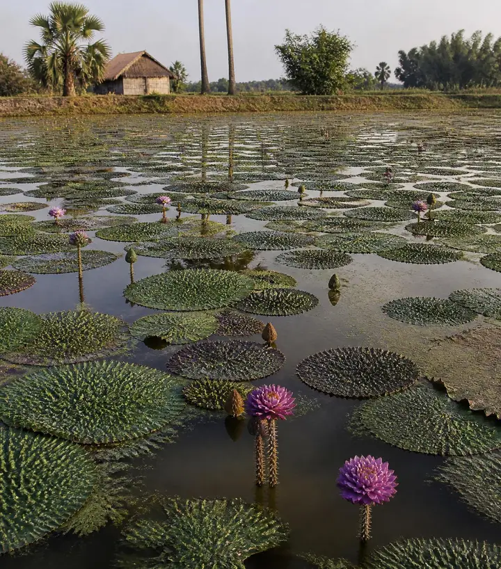 Farmer hand-harvesting lotus seeds from a pond in Samastipur, Bihar